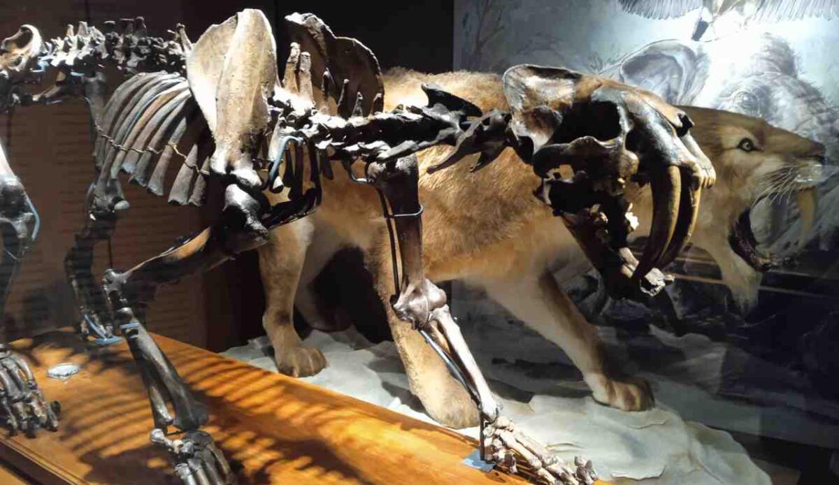 Denti a sciabola: questi denti ottimizzavano la caccia di molti animali - Illustrazione di tigre dai denti a sciabola (Mattia Paparo, Museo della Natura e dell'Uomo di Padova FOTO) - www.sciencecue.it