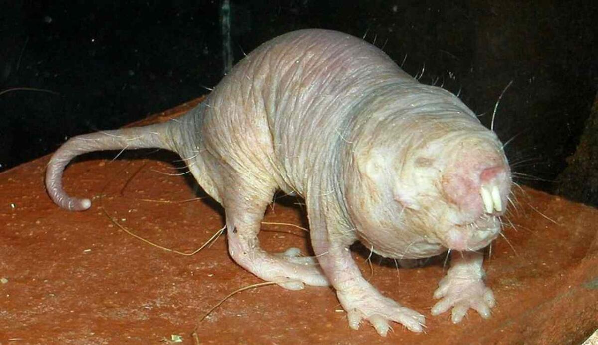 L'eterocefalo glabro, il roditore che sfida l'invecchiamento: cambierà il futuro della fertilità umana - Illustrazione di un Heterocephalus glaber (Wikipedia Roman Klementschitz FOTO) - www.biomedicalcue.it