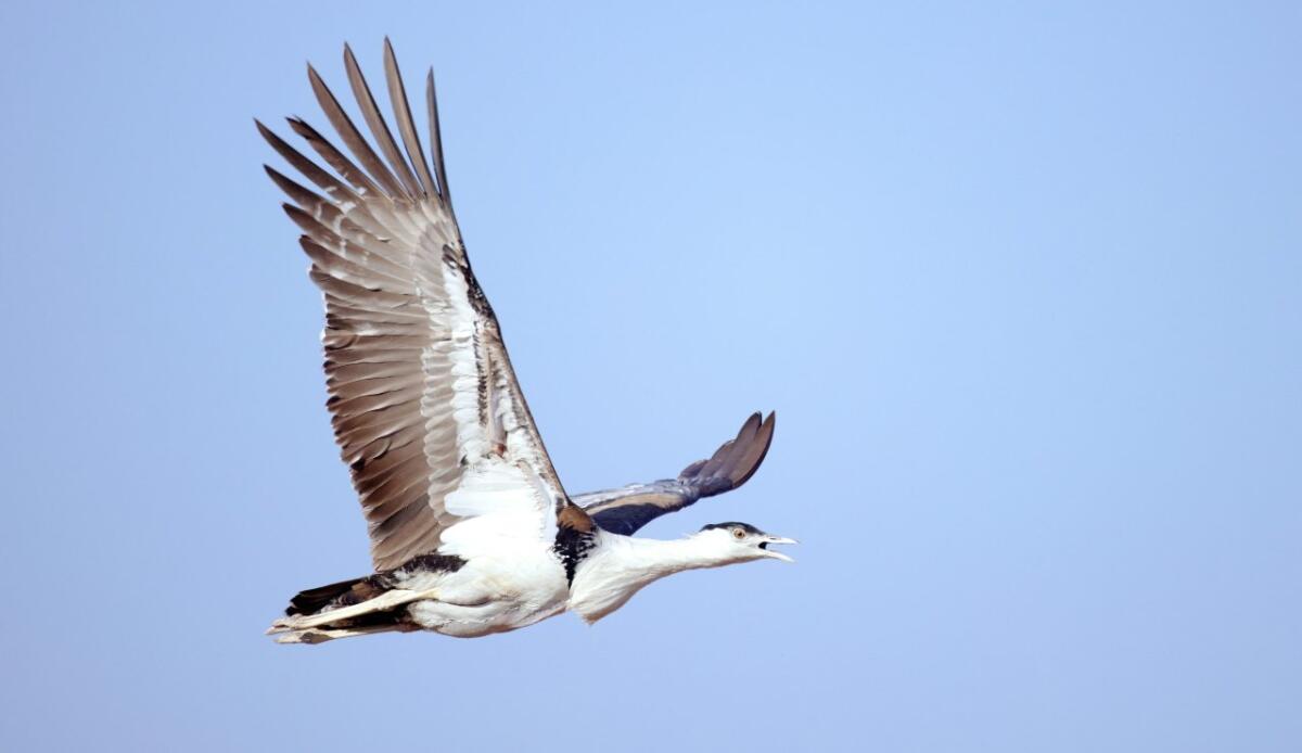 Arambh: dall'India il primo pulcino nato da inseminazione artificiale - Otarda Indiana in volo (Unsplash foto) - www.sciencecue.it