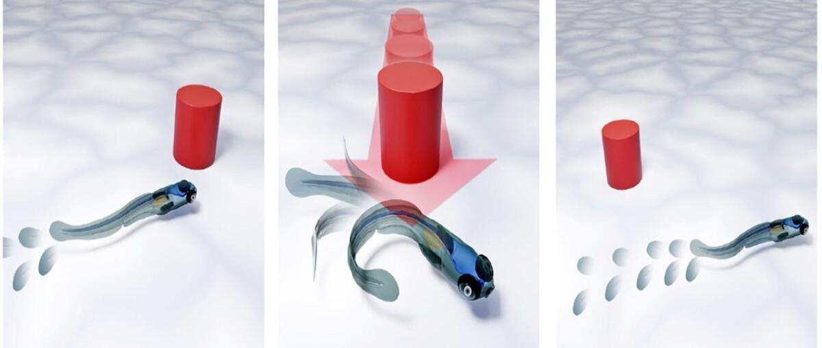 Robot predatori insegnano ai giovani zebrafish a riconoscere il pericolo - Zebrafish, ecco qual è il comportamento delle larve (Janelia.org) - BuildingCUE