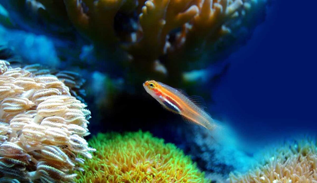 Cambiamenti climatici, solo il 10% delle barriere coralline potrebbe sopravvivere al 2050 - Barriera corallina (PIXABAY FOTO) - www.marinecue.it