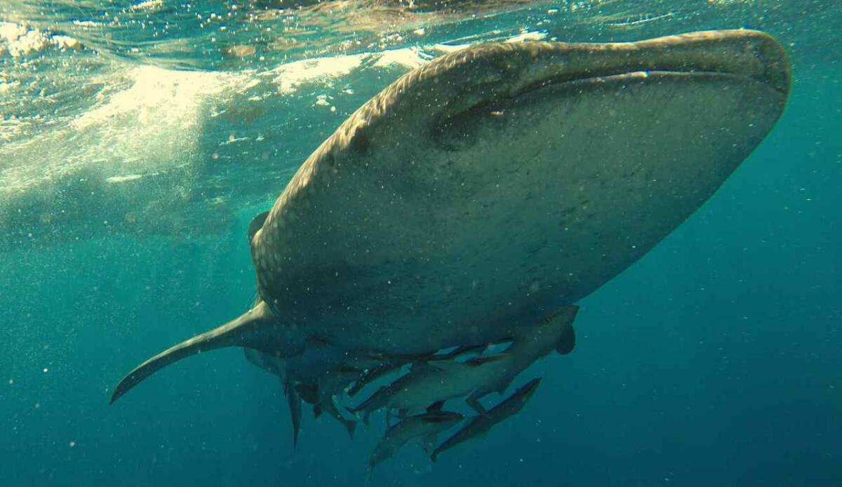 Il paradosso degli squali: il cambiamento climatico li favorisce, ma la CO₂ li mette in pericolo - Illustrazione di uno squalo balena (Pexels FOTO) - www.marinecue.it