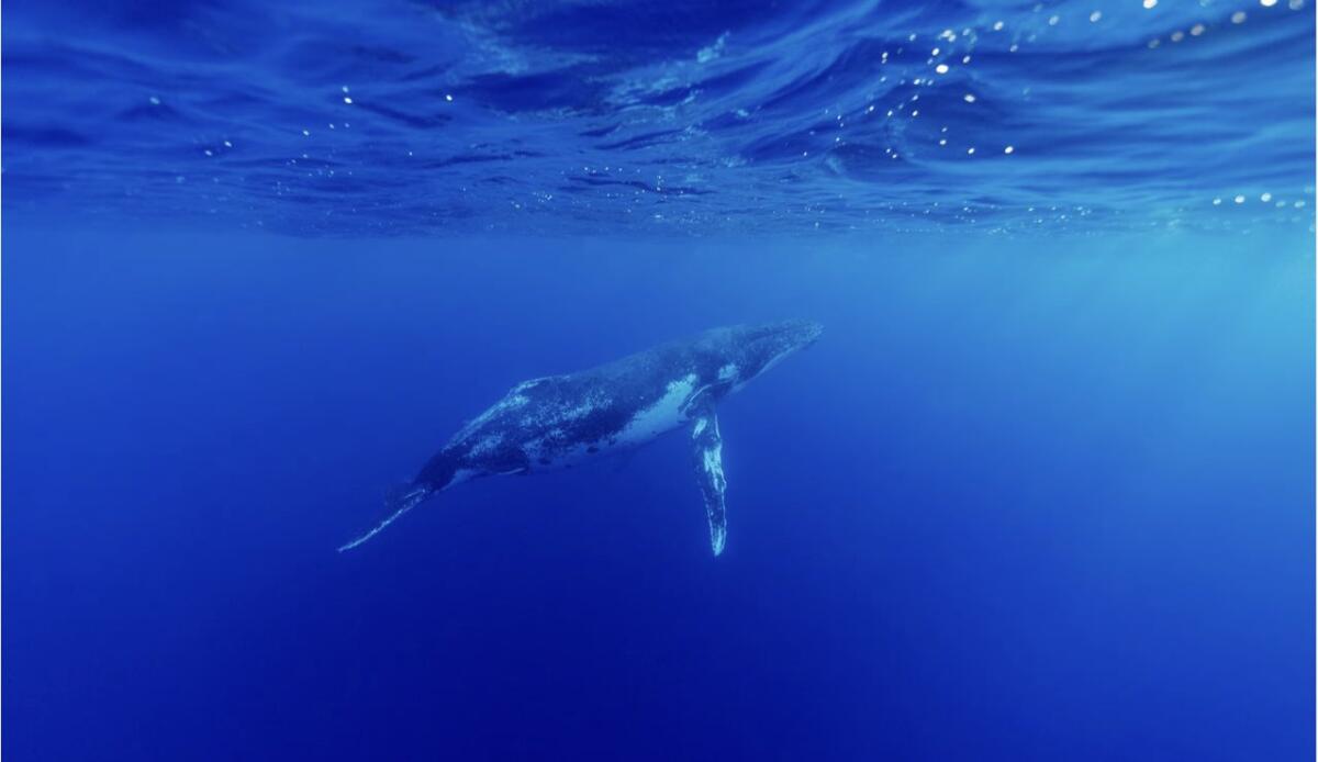 Parlano "come noi": il canto delle balene segue le regole del linguaggio umano - Megattera nell'oceano (Screenshot National Geographic) - www.marinecue.it