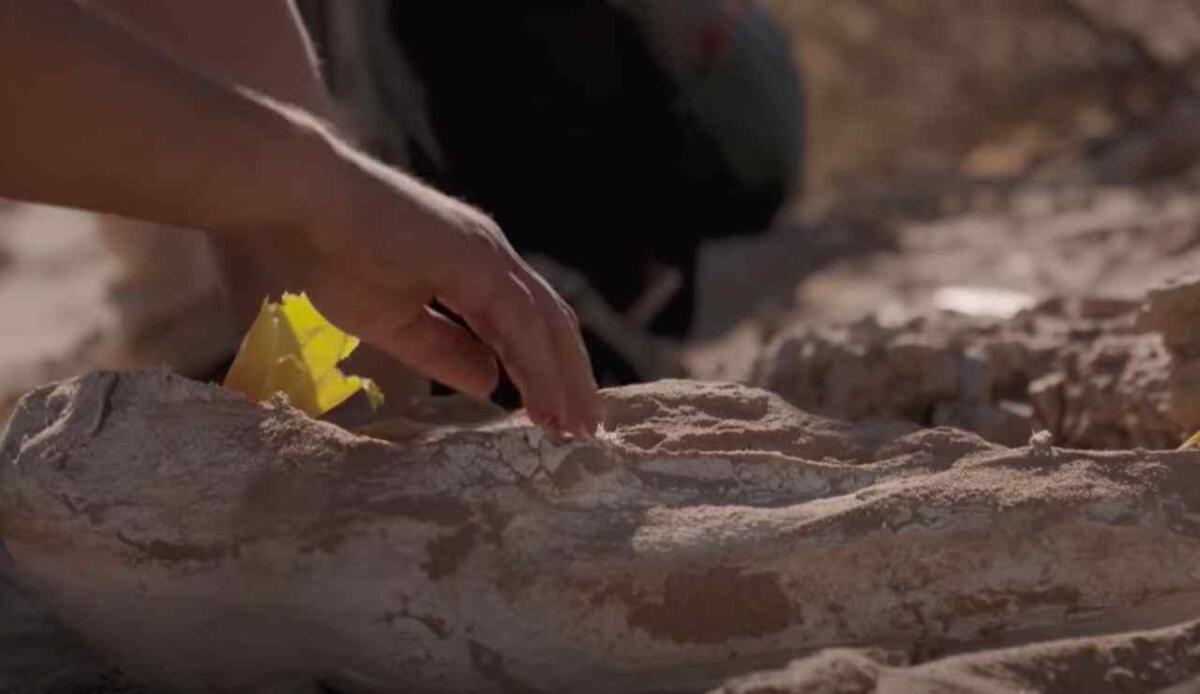 Ossa preistoriche all’asta: come il mercato nero dei fossili fattura milioni ogni anno - Sito archeologico (screenshot National Geographic Italia/YouTube) - www.managementcue.it