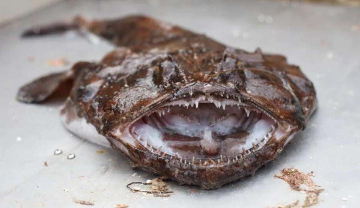 Quando la pinna diventa un amo: la sorprendente evoluzione delle rane pescatrici - Illustrazione di una rana pescatrice (Depositphotos FOTO) - www.marinecue.it