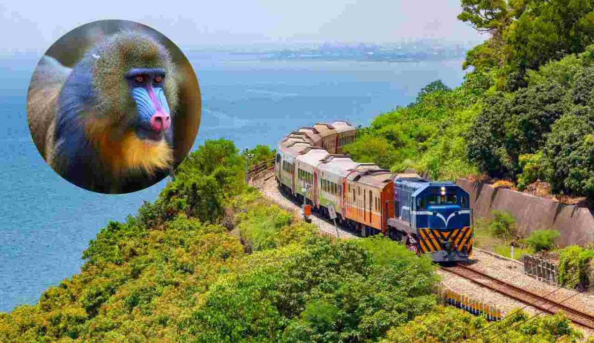 Jack il babbuino ferroviere, 9 anni senza errori e guadagnava 20 centesimi al giorno - Babbuino con treno (Canva foto) - www.vehiclecue.it
