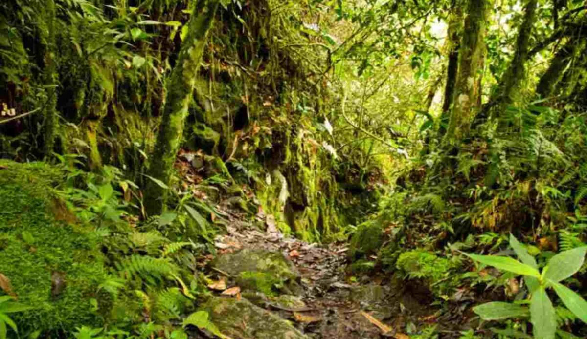 Cambiamento climatico, la foresta amazzonica muterà drasticamente nei prossimi anni - Illustrazione di un piccolo angolo della Foresta Amazzonica (Depositphotos FOTO) - www.sciencecue.it