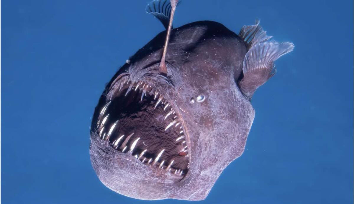 Incredibile avvistamento: il rarissimo "black seadevil" filmato per la seconda volta nella storia - Diavolo del mare (Screenshot National Geographic) - www.marinecue.it