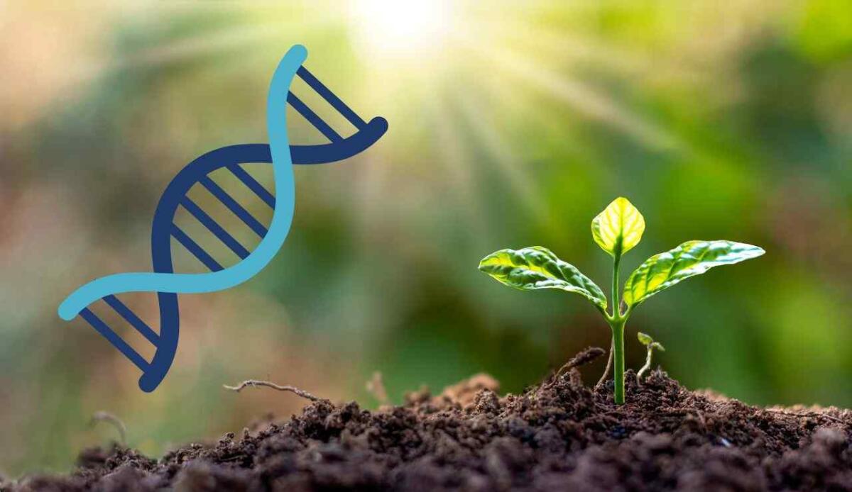 Il DNA antico svela come il riscaldamento globale ha colpito le piante durante l'ultima era glaciale - DNA delle piante (Canva Foto) - www.energycue.it