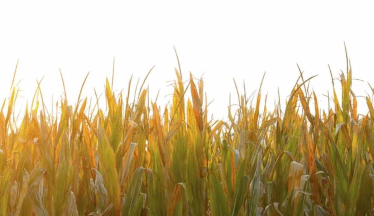 Le radici del mais sanno trovare l’acqua: le varietà tropicali sono più avvantaggiate - Campo di Mais (Depositphotos foto) - www.sciencecue.it