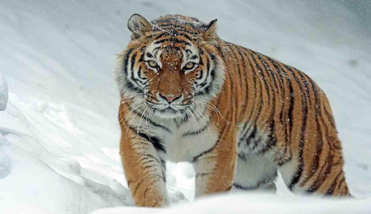 Urina di tigre contro i reumatismi: lo strano business di questo zoo cinese - Urina di tigre contro i reumatismi: lo strano business di questo zoo cinese (Pixabay Foto) - www.managementcue.it