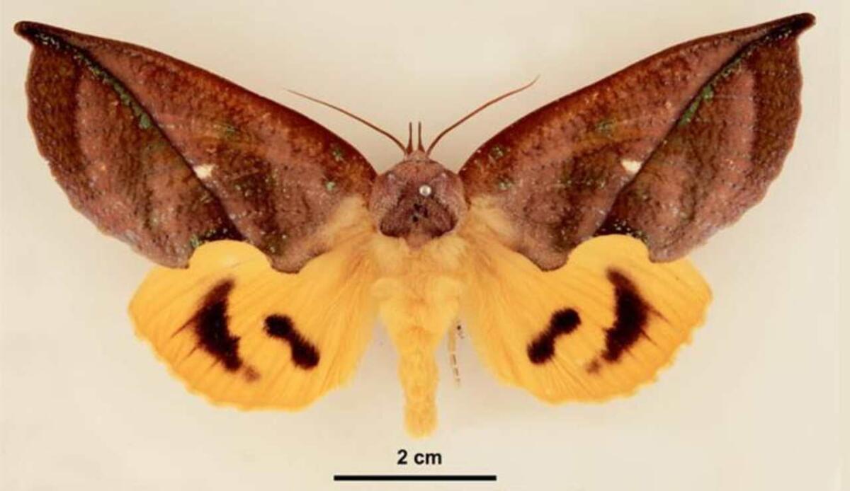 Nanotecnologie naturali: la falena che usa riflessi ottici per sembrare tridimensionale - Eudocima aurantia (Lymantria - Wikimedia Commons foto) - www.sciencecue.it