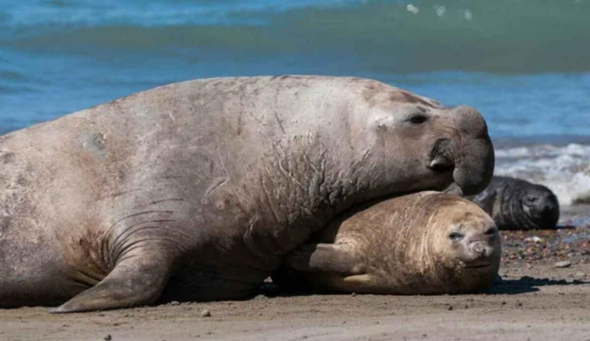 Dai satelliti alle foche: un nuovo metodo per stimare le popolazioni di pesci nell’oceano profondo - Elefanti marini (Depositphotos foto) - www.marinecue.it
