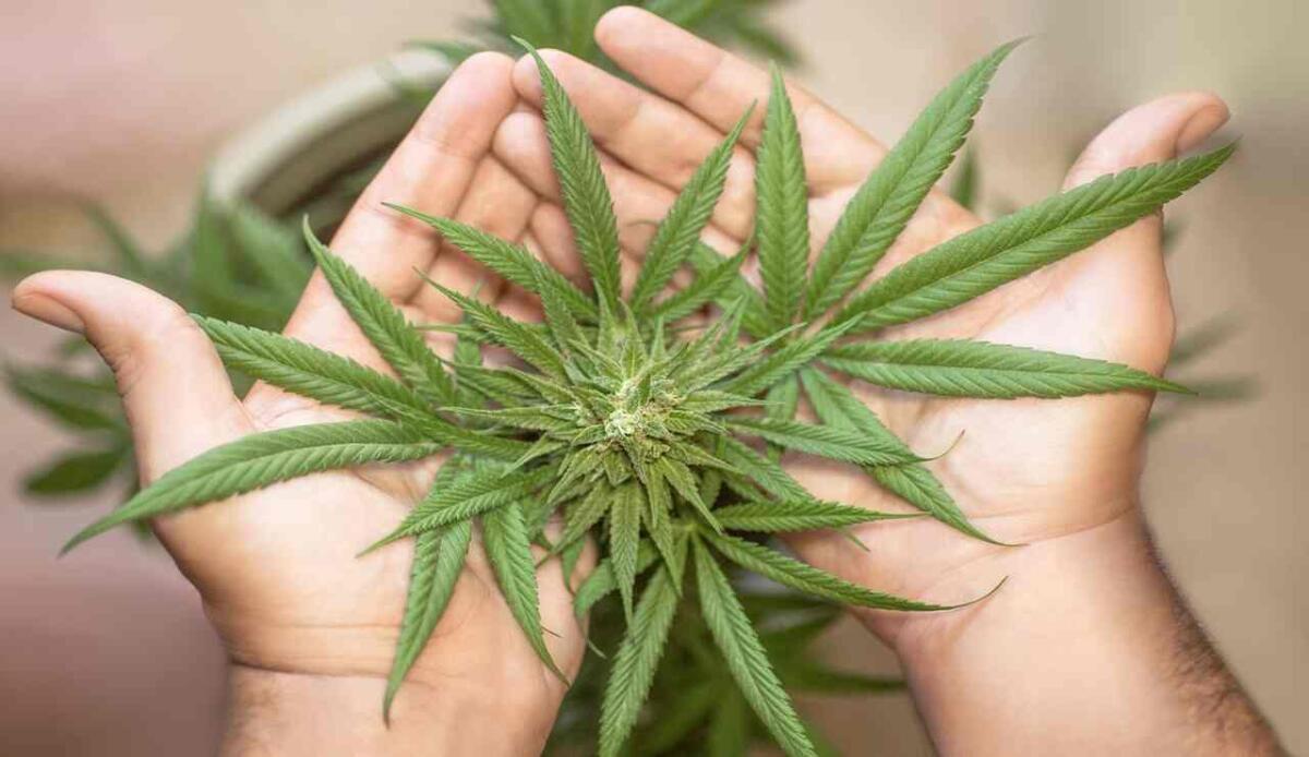 Cannabis: cinque nuove scoperte fanno luce sui rischi e sui benefici - Cannabis: cinque nuove scoperte fanno luce sui rischi e sui benefici (Pixabay Foto) - www.biomedicalcue.it