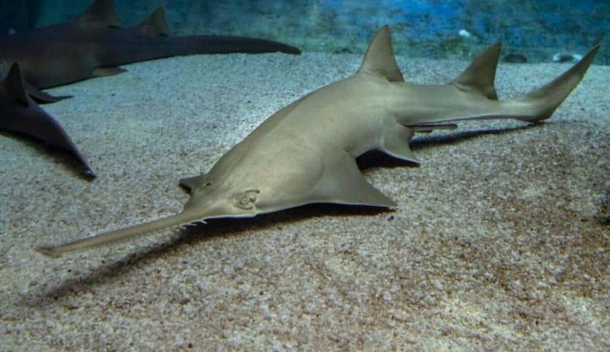 Il pesce sega d'acqua dolce rischia l'estinzione: in un decennio ridotto del 60% l'habitat globale - Pesce sega, l'estinzione potrebbe essere vicina ma non inevitabile (Freepik Foto) - www.marinecue.it