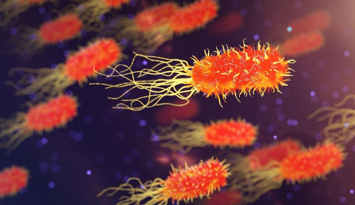 Batteri, alcuni di essi dissolvono il carbonato di calcio e producono metano - Illustrazione di alcuni batteri (Pixabay Foto) - www.energycue.it