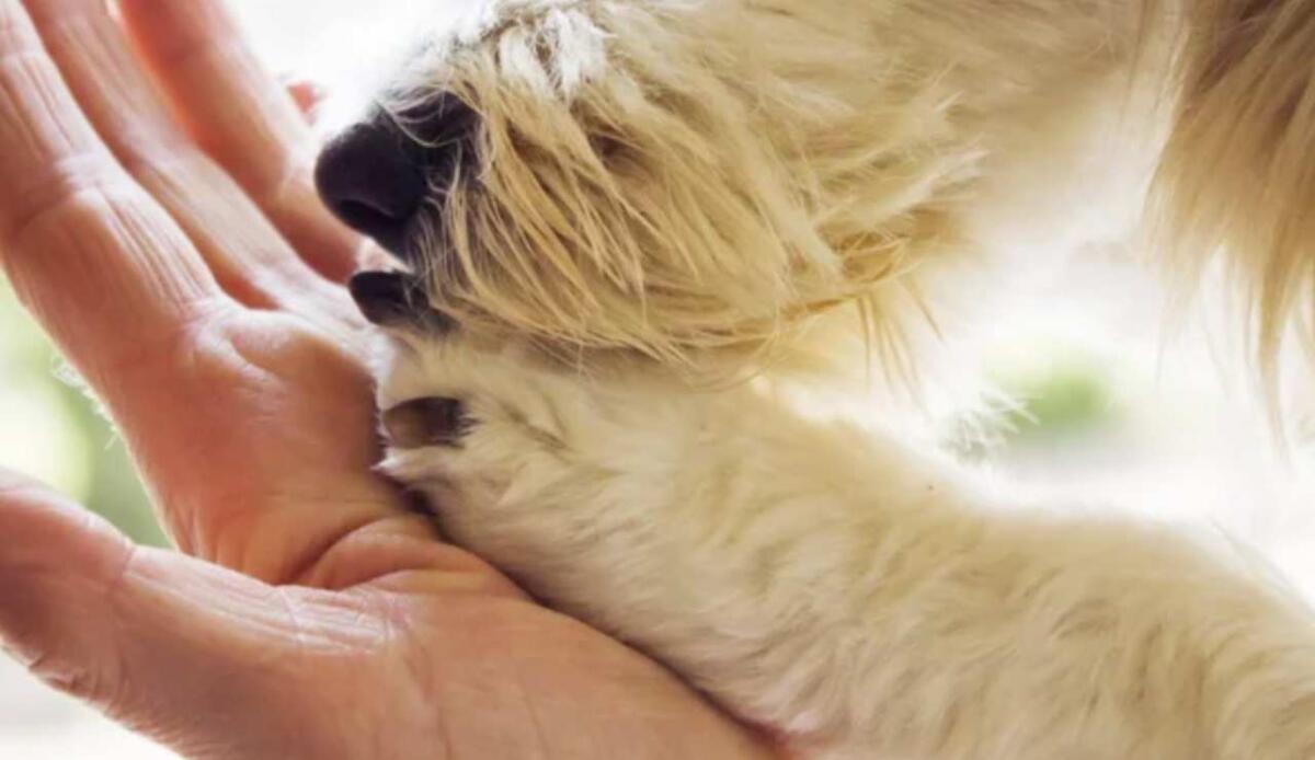 Università e pet therapy: interagire con cani riduce ansia e depressione negli studenti - I benefici della Pet Therapy (Depositphotos foto) - www.biomedicalcue.it
