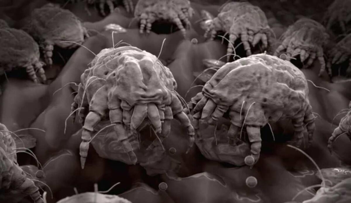 Sopravvivere senza sesso: il "mistero" genetico degli acari oribatidi - Illustrazione di alcuni acari della polvere (Depositphotos FOTO) - www.sciencecue.it