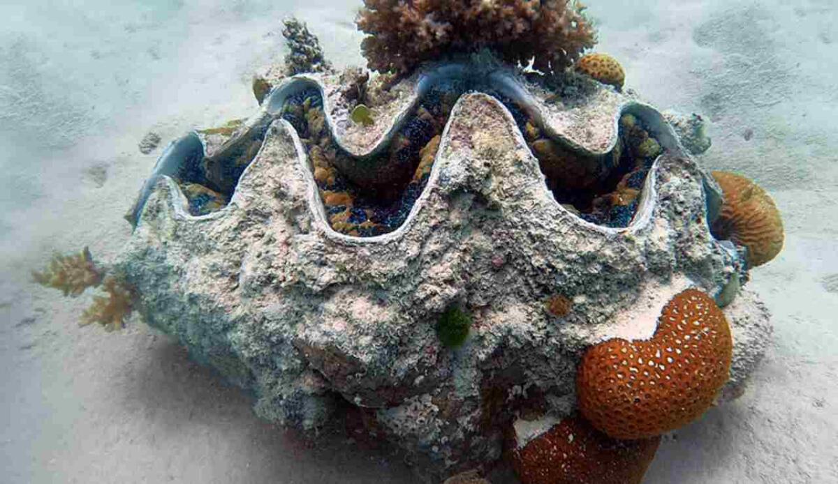 Microscopiche ma potenti: come le alghe hanno cambiato l’evoluzione delle tridacne giganti - Illustrazione di unaTridacna gigas (Wikipedia Charles J. Sharp FOTO) - www.marinecue.it