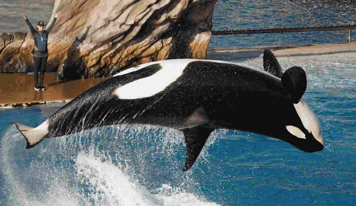 Un altro cucciolo perso: la tragica storia dell’orca Tahlequah - L'orca che nel 2018 commosse il mondo intero ha subito un'altra dolorosa perdita. (canva.com) - www.marinecue.it
