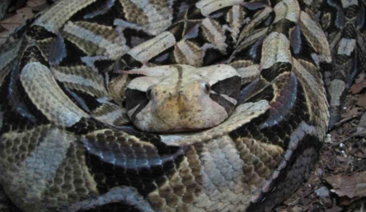 Animali ultraneri: la formica brasiliana e la vipera africana mostrano come il nero estremo plasma l’evoluzione - Illustrazione della vipera del Gabon (Wikipedia FOTO) - www.sciencecue.it