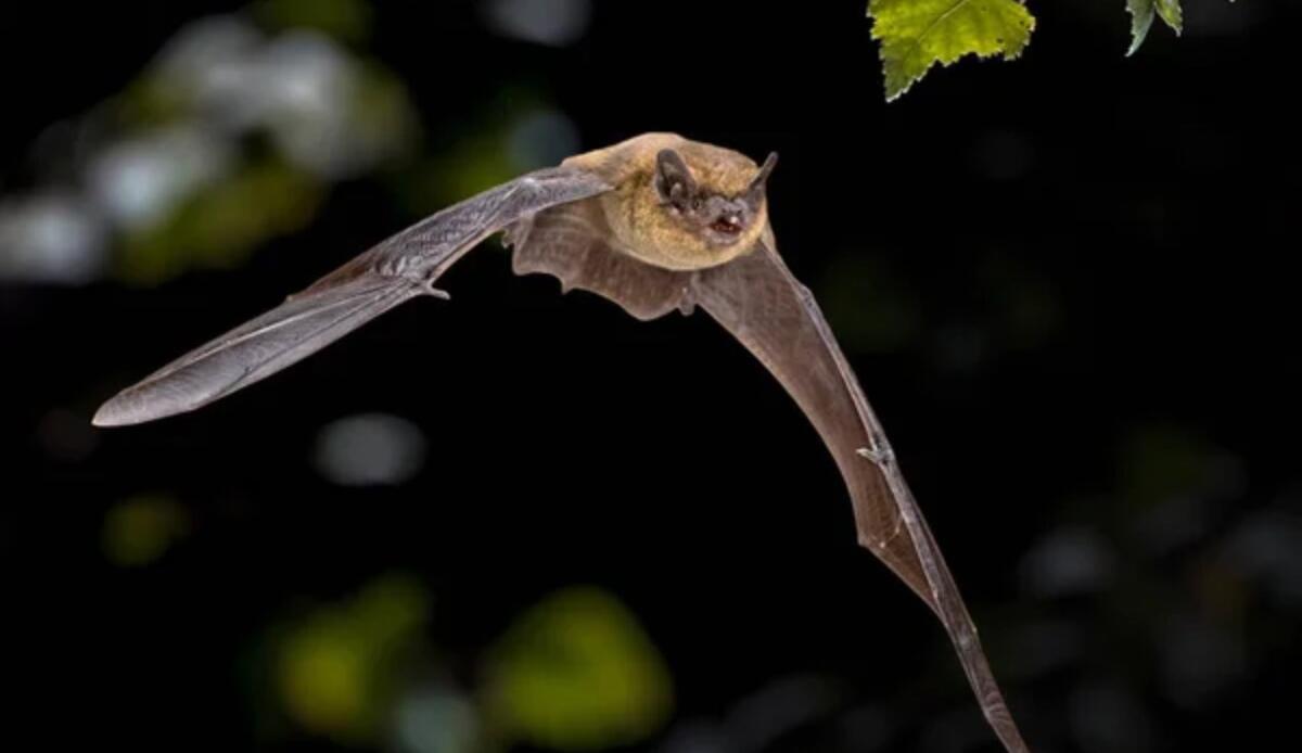 Pipistrelli “guardiani” delle risaie:  cacciano i parassiti fino a 1.600 metri di altezza - Pipistrello in volo (Depositphotos foto) - www.sciencecue.it