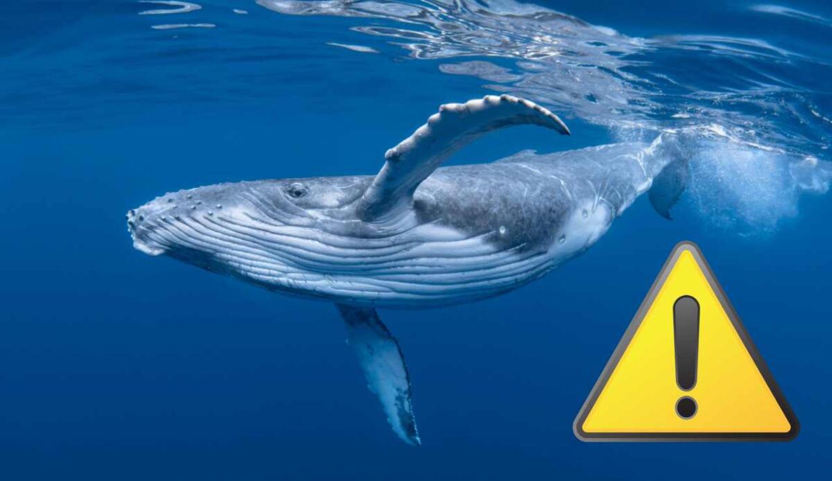 Balene in pericolo: AI e bioacustica uniscono le forze per salvarle - Balene in pericolo (Canva foto) - www.marinecue.it