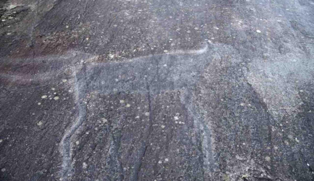 Un tesoro sommerso: trovato un antico sinkhole con fossili di cavalli e armadilli giganti - Fossile di un grande animale (Depositphotos foto) - www.sciencecue.it