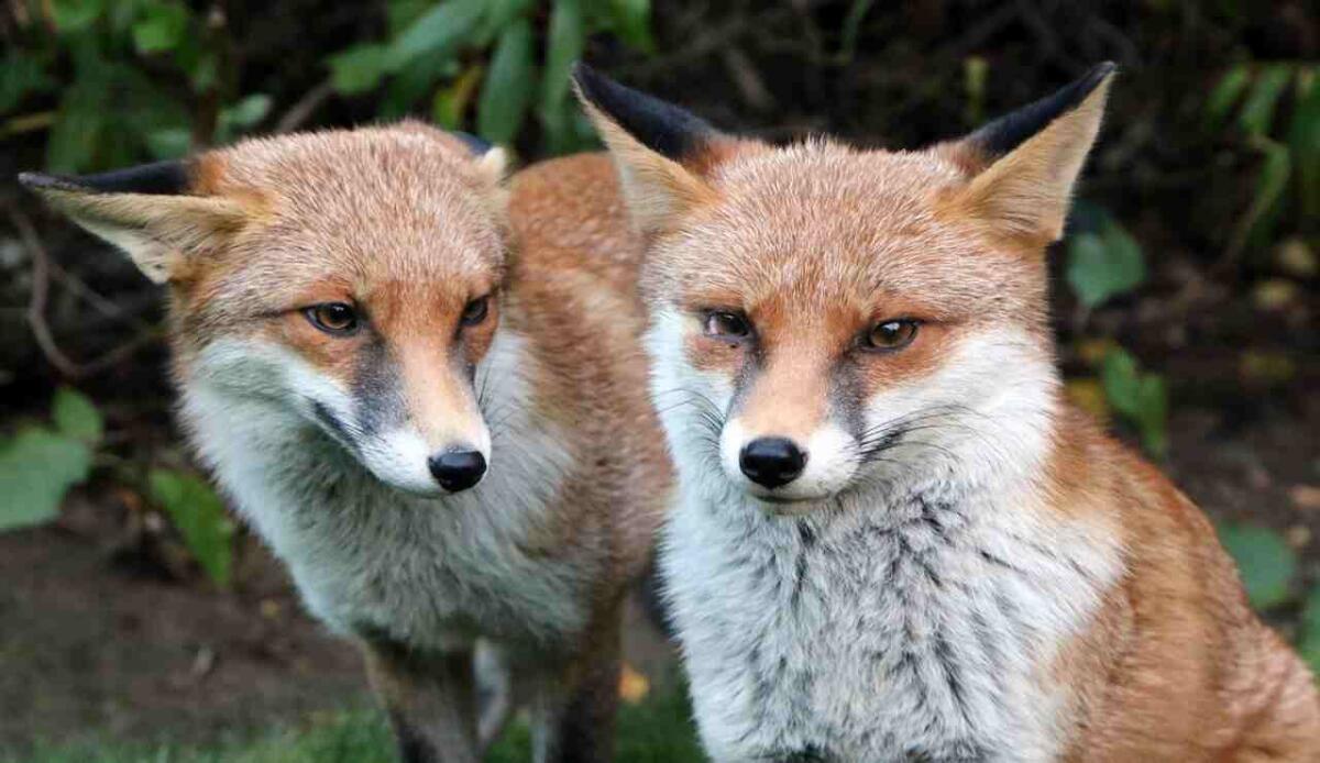 Volpi, genetica e strategia: The Fox Experiment arriva a 60€ - Volpi, genetica e strategia: The Fox Experiment arriva a 60€ (Pixabay Foto) - www.,managementcue.it