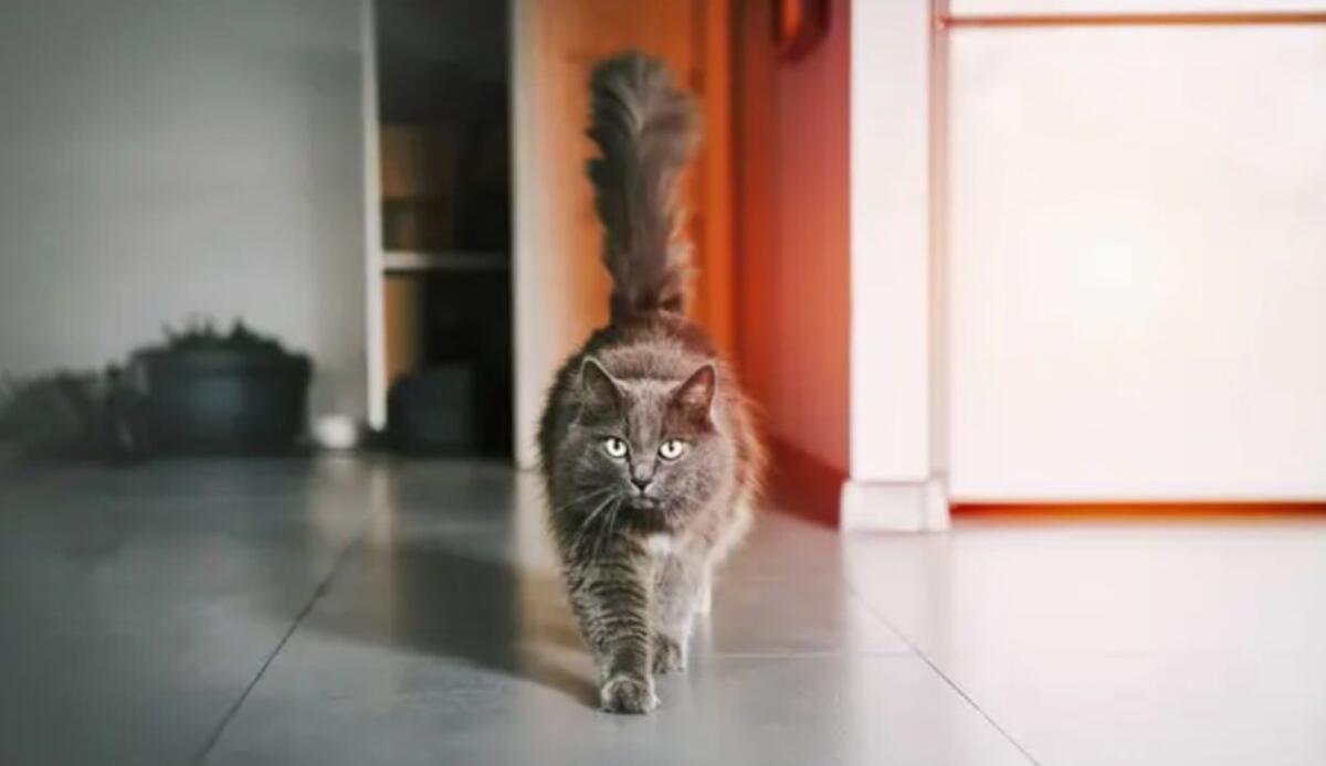 Quando il gatto alza la coda: socievolezza, eccitazione o altro? - Gatto con coda alzata (Depositphotos foto) - www.sciencecue.it
