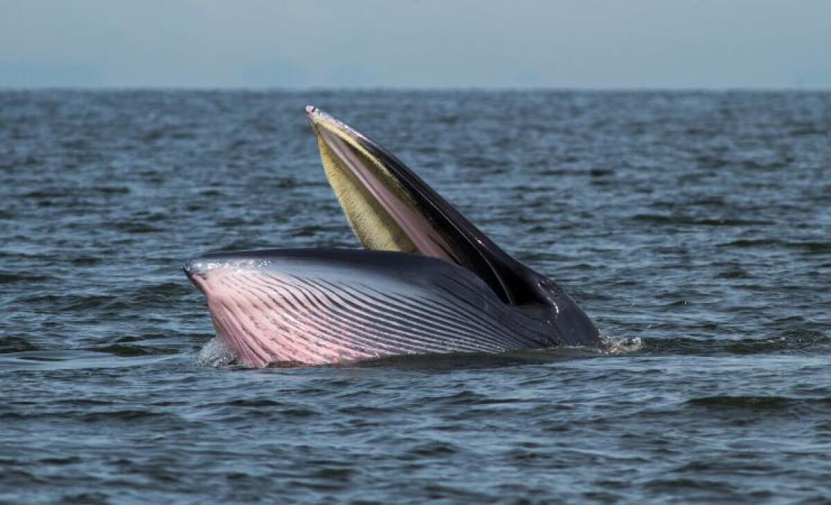 Balene, sfatati i falsi miti sui loro pasti | Ormai è risaputo che non possono farlo: l'esofago è troppo stretto - Una balena può inghiottire una persona (Canva) - marinecue.it
