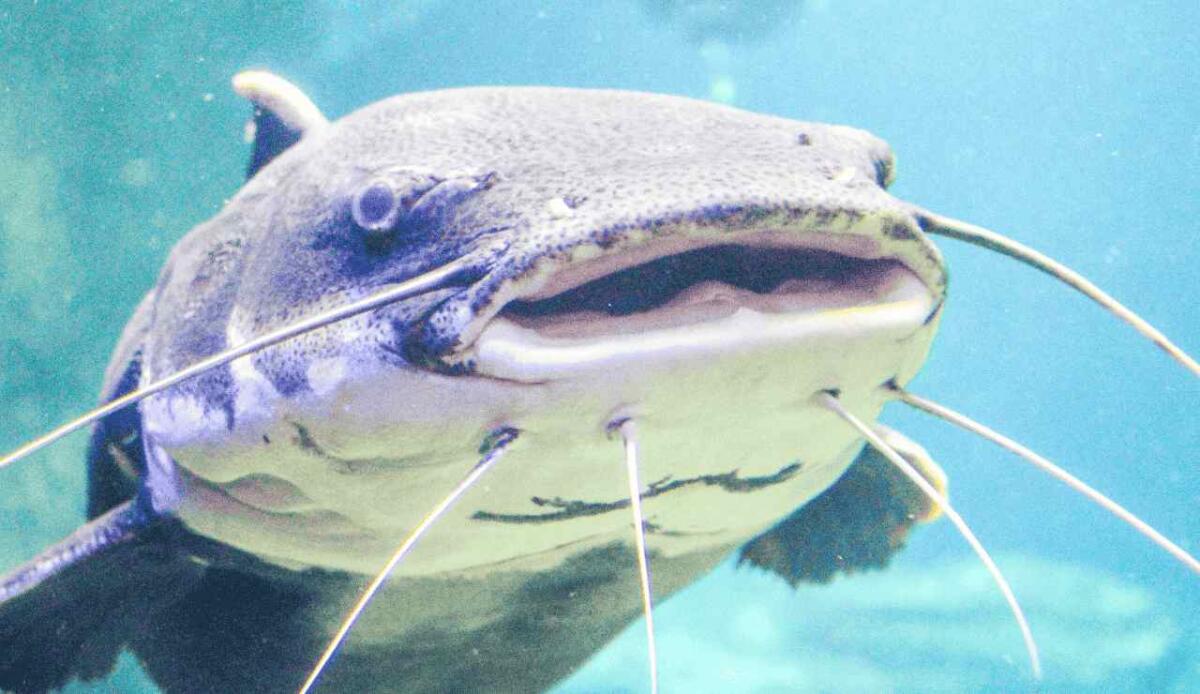 Invasione di pesci gatto in Florida: oltre 8.000 catturati, ma i lamantini restano in pericolo - Una minaccia invisibile sta perturbando la loro tranquillità (canva.com) - www.marinecue.it
