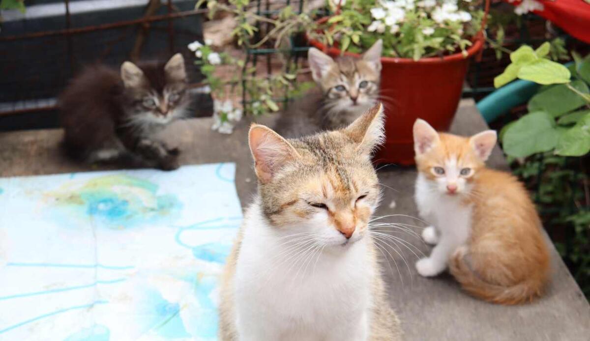 Rifugio high-tech per gatti a Pechino: IA utilizzata per prendersi cura dei felini senzatetto - Gatti randagi e IA, ecco qual è il risultato ottenuto (DepositPhotos) - www.systemscue.it