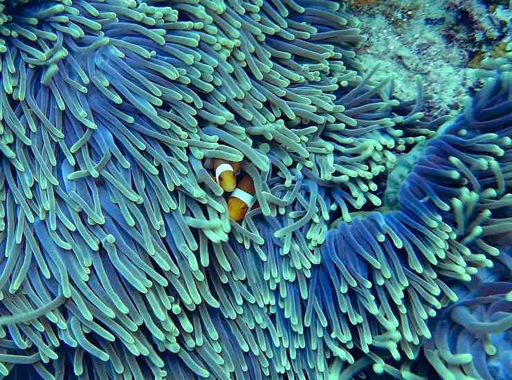 Barriera corallina (PIXABAY FOTO) - www.marinecue.it