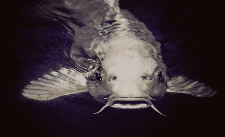 Il pesce corazzato si somma a un elenco crescente di minacce per i lamantini (canva.com) - www.marinecue.it