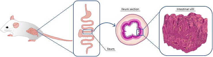Immagine schematica illustrativa che mostra la localizzazione dell'ileo nel tratto gastrointestinale del topo - Credits: Science Advances