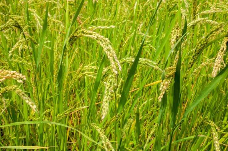 Campo di riso (Depositphotos foto) - www.sciencecue.it