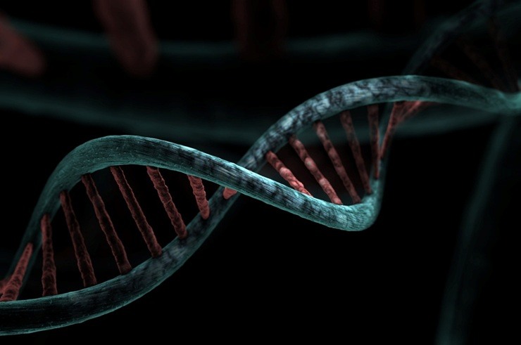 Medicina, identificato il gene Grin2C un nuovo gene che scatena l'Alzheimer (Pixabay Foto) - www.biomedicalcue.it