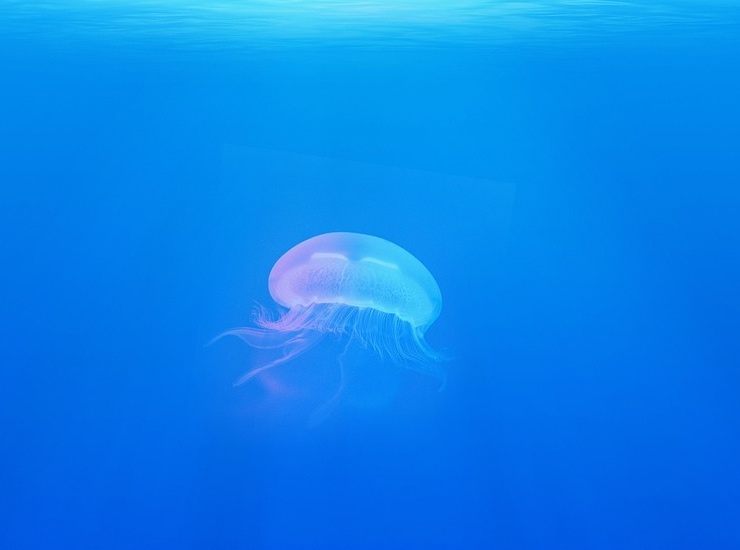 Medusa (PIXABAY FOTO) - www.marinecue.it