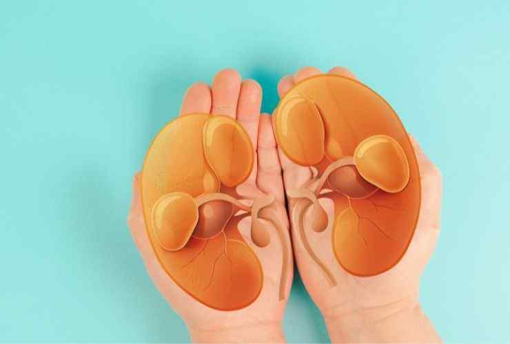 Prendersi cura dei reni (Canva Foto) - www.biomedicalcue.it