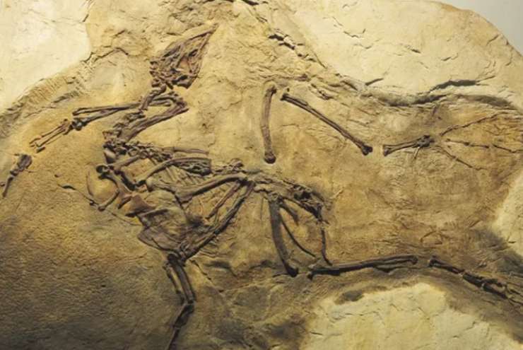 Fossile di dinosauro (Depositphotos foto) - www.sciencecue.it