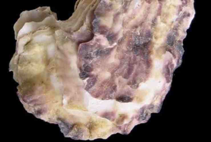 Illustrazione di una Crassostrea angulata (Wikipedia Jan Johan ter Poorten FOTO) - www.marinecue.it