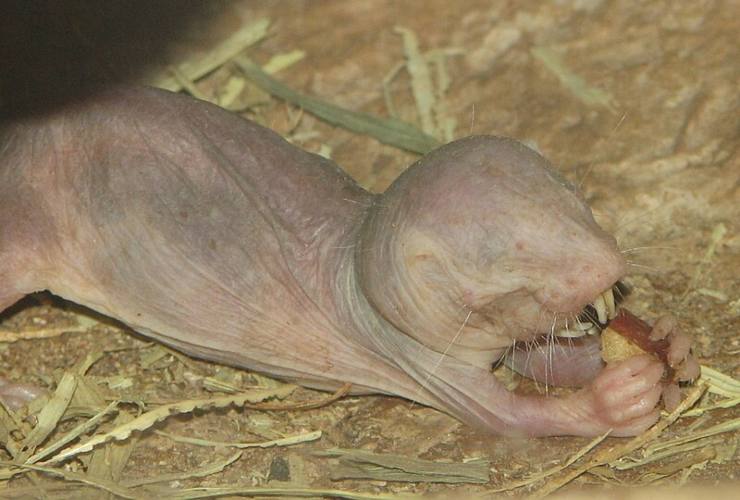 Un eterocefalo mentre si nutre (Wikipedia Ltshears - Trisha M Shears FOTO) - www.biomedicalcue.it