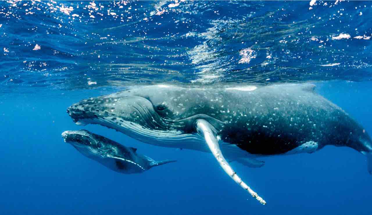 Megattera (Canva) - marinecue.it