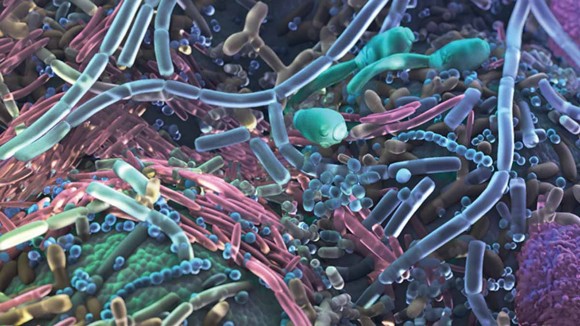 Microbioma Umano - Credits: Nature