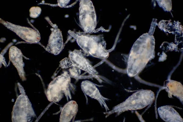 Illustrazione di alcuni crostacei copepodi_zooplancton (Depositphotos FOTO) - www.marinecue.it