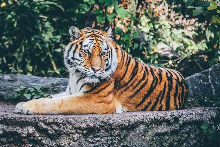 Urina di tigre contro i reumatismi: lo strano business di questo zoo cinese (Pixabay Foto) - www.managementcue.it