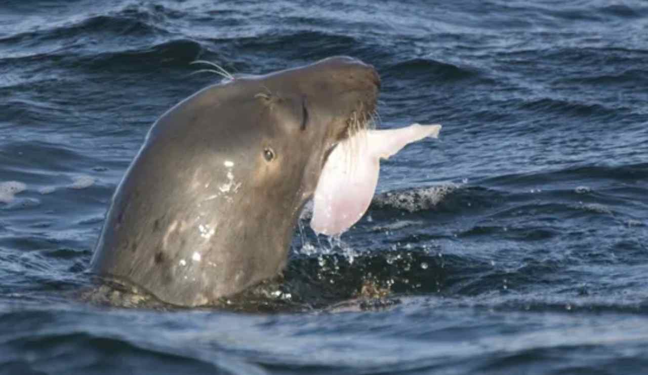 Foca cattura un pesce (Depositphotos foto) - www.marinecue.it