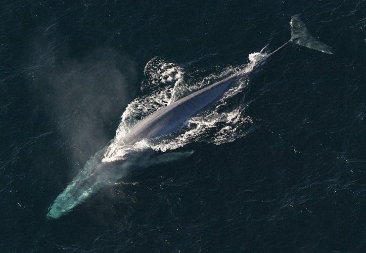 Illustrazione di un individuo di Balaenoptera musculus (Wikipedia NOAA Photo Library - anim1754 FOTO) - www.marinecue.it