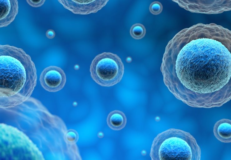 Alcuni organi sono capaci di rigenerarsi (Freepik foto) - www.biomedicalcue.it